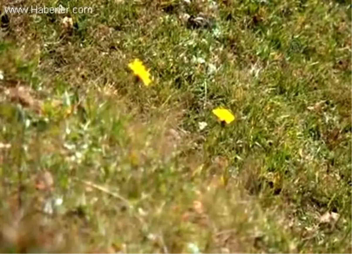 Karadeniz yaylalarında göç başladı