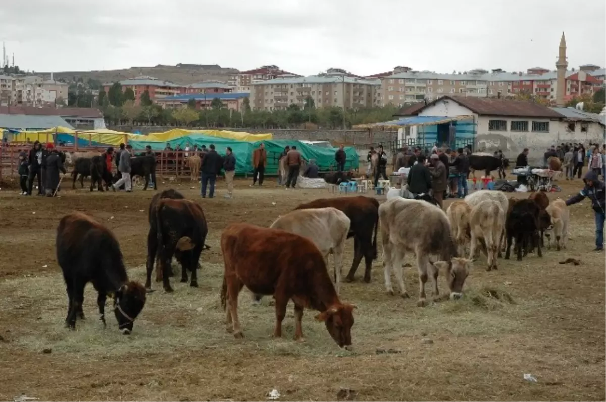 Kurban Pazarında Sıkı Pazarlıklar Başladı