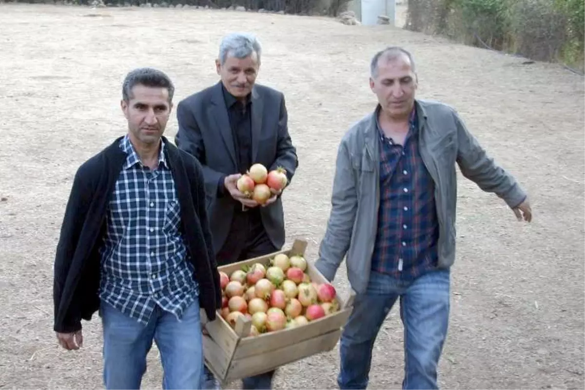 Nar Şöleni İçin Tüm Hazırlıklar Tamamlandı