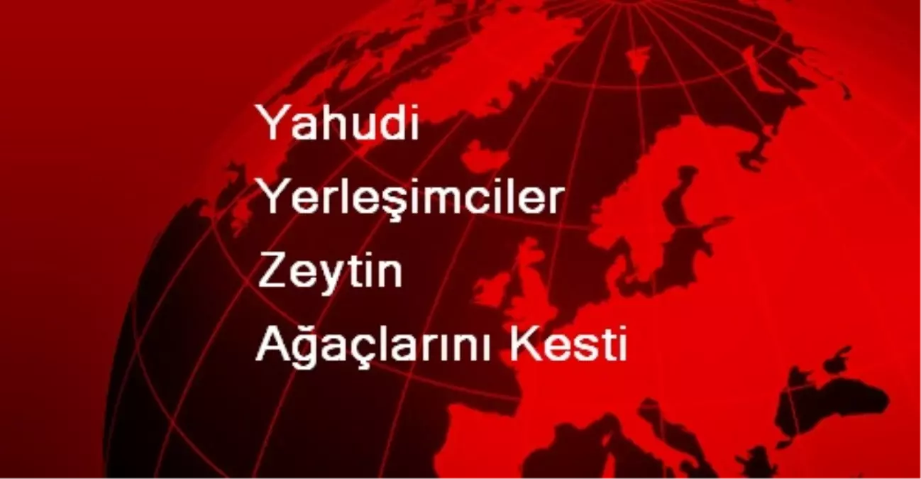 Yahudi Yerleşimciler Zeytin Ağaçlarını Kesti