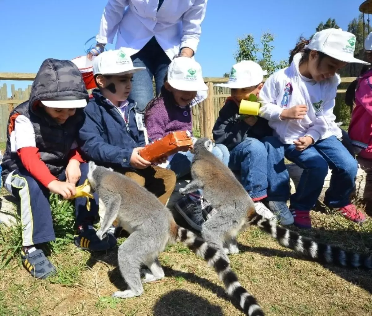 Çocuklar Lemurları Elleriyle Besledi