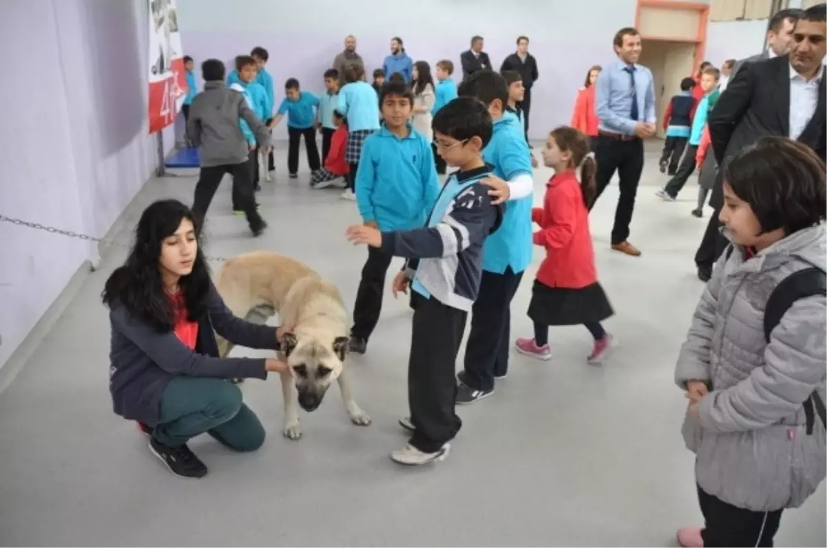 Herkes Kedi, Kuş O İse Kangal Köpeği Getirdi