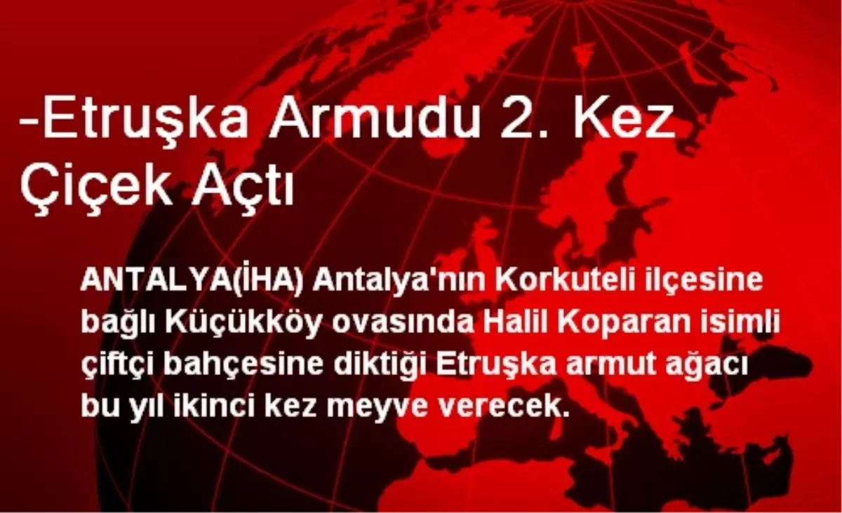 Etruşka Armudu 2. Kez Çiçek Açtı