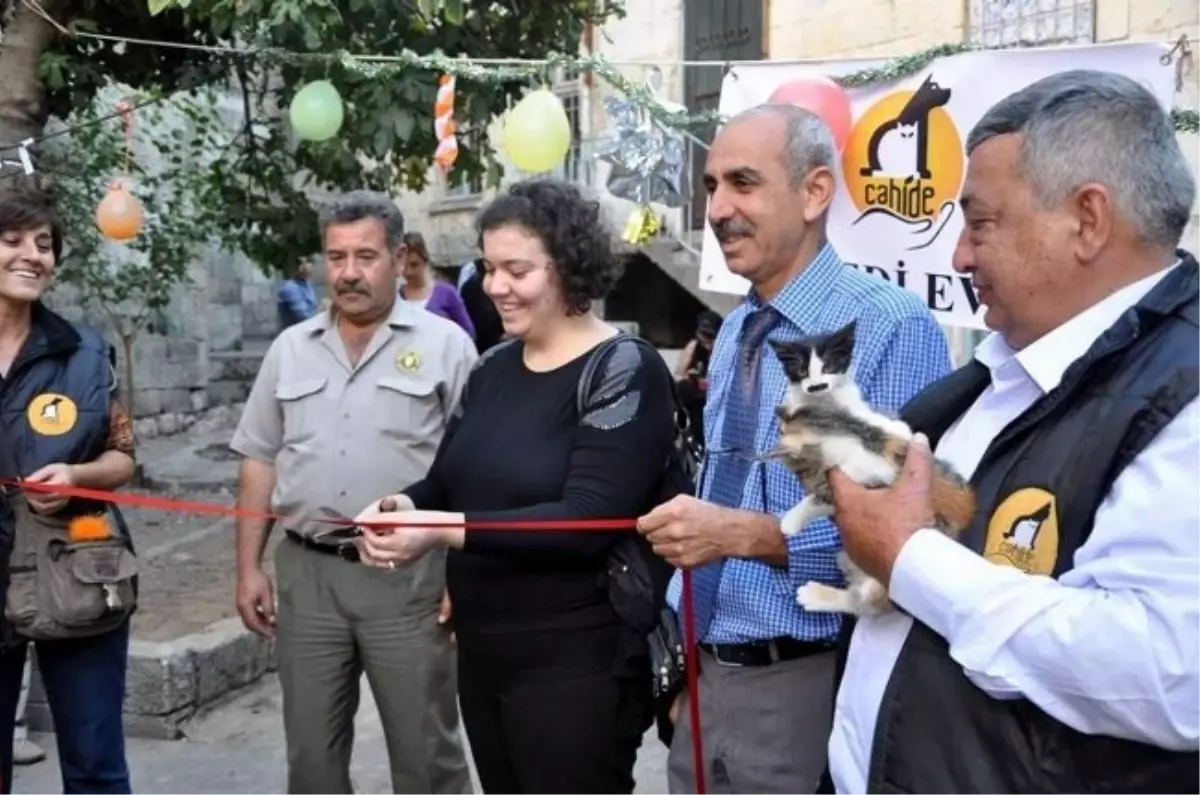 Gaziantep\'te Kedi Evi de Hizmete Açıldı