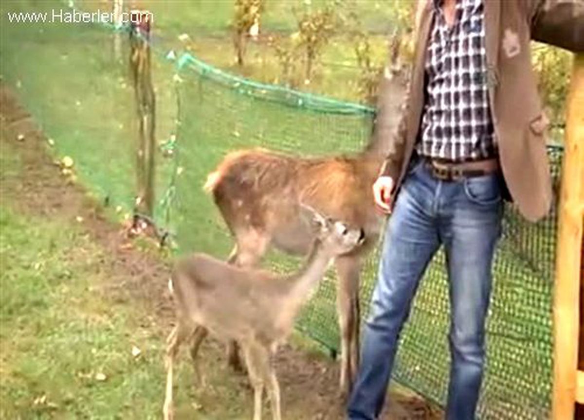 Bolu\'da Geyik ve Karacalar Yerleşim Yerlerine İniyor