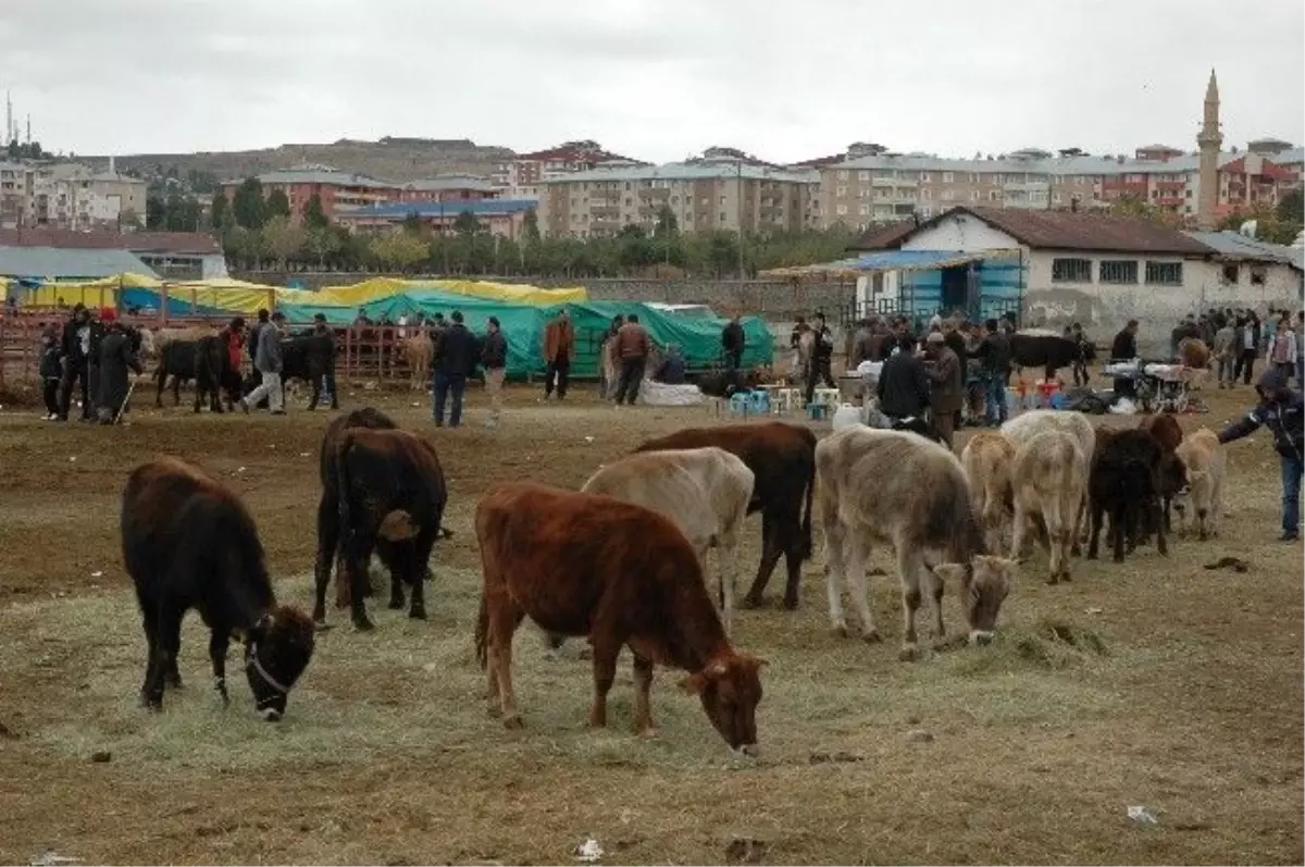 Kurban Bayramı, Ardahan\'ın Ekonomisini Canlandıracak