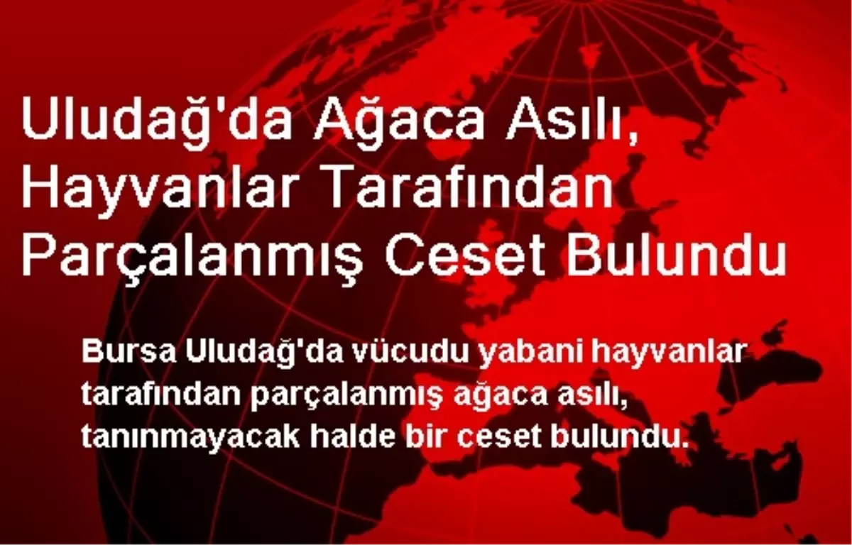 Uludağ\'da Hayvanlar Tarafından Parçalanmış Ceset Bulundu