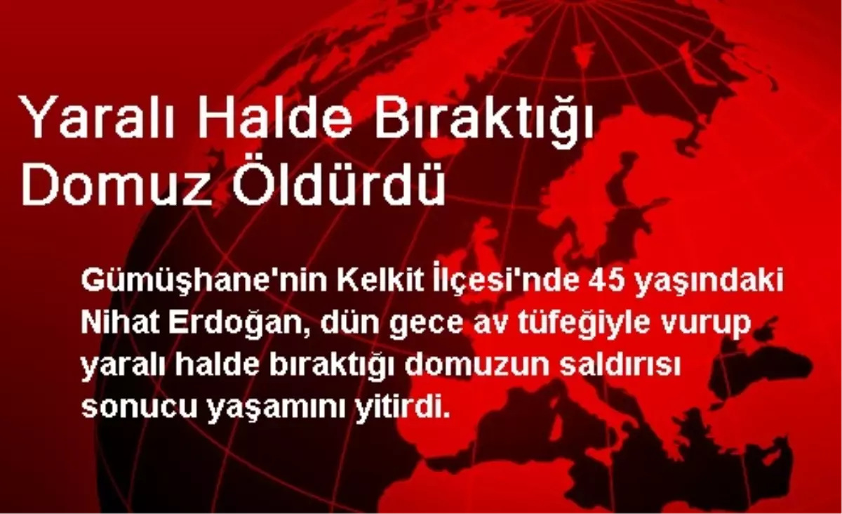 Yaralı Halde Bıraktığı Domuz Öldürdü