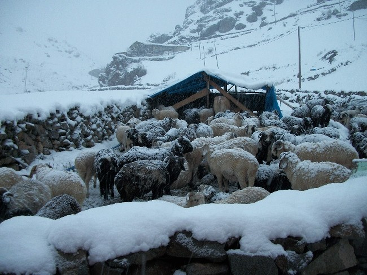 Rize\'de Hayvanlar Yaylalarda Mahsur Kaldı