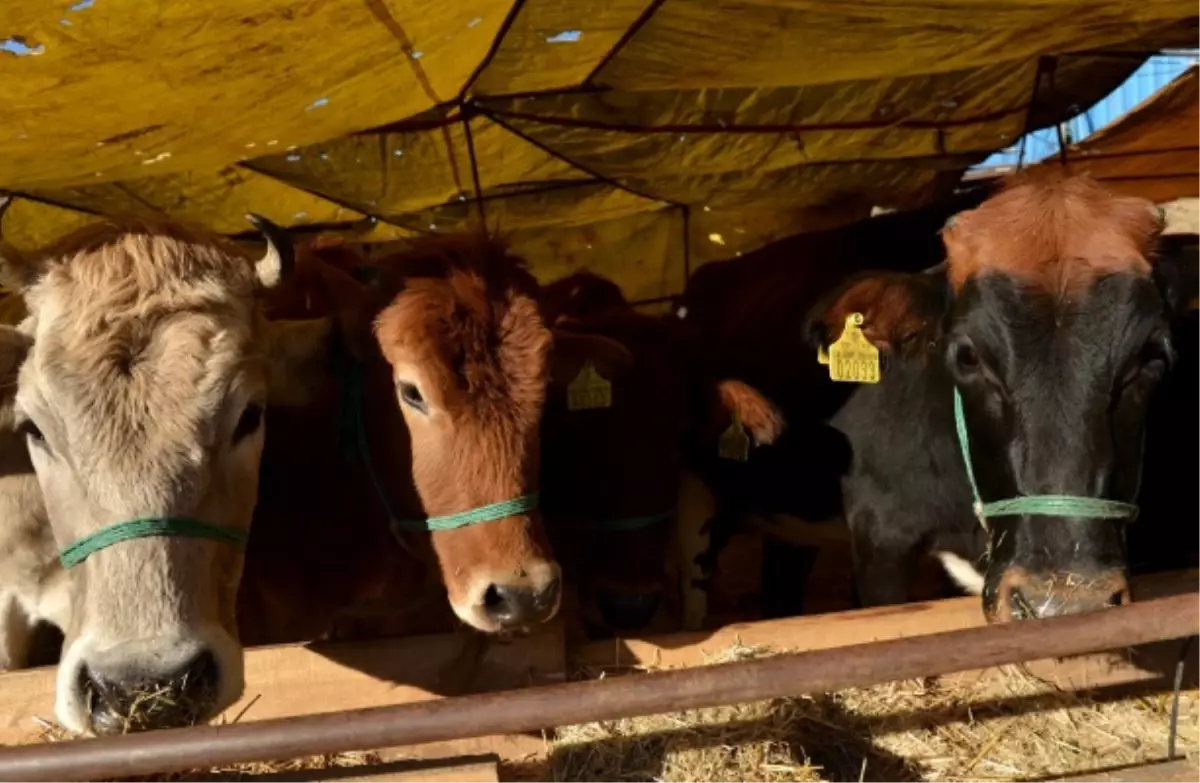 Sosyal Market, Kurban Bağışı Kampanyası Başlattı