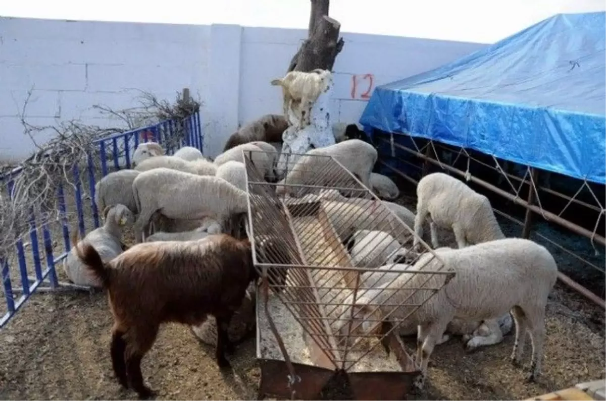 Tarsus Belediyesi, Kurban Satış ve Kesim Yerlerini Belirledi