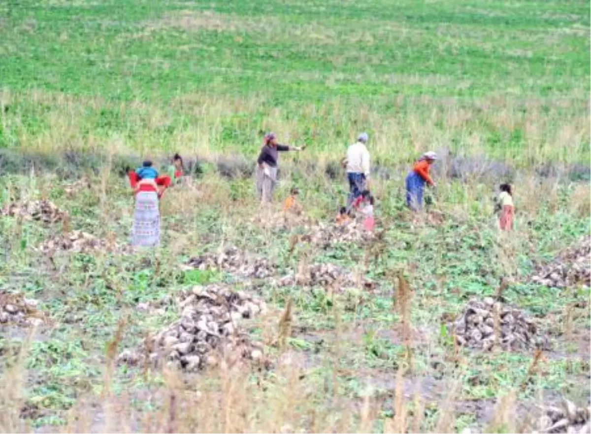 Trakya\'da Şeker Pancarı Üretiminin Arttırılması