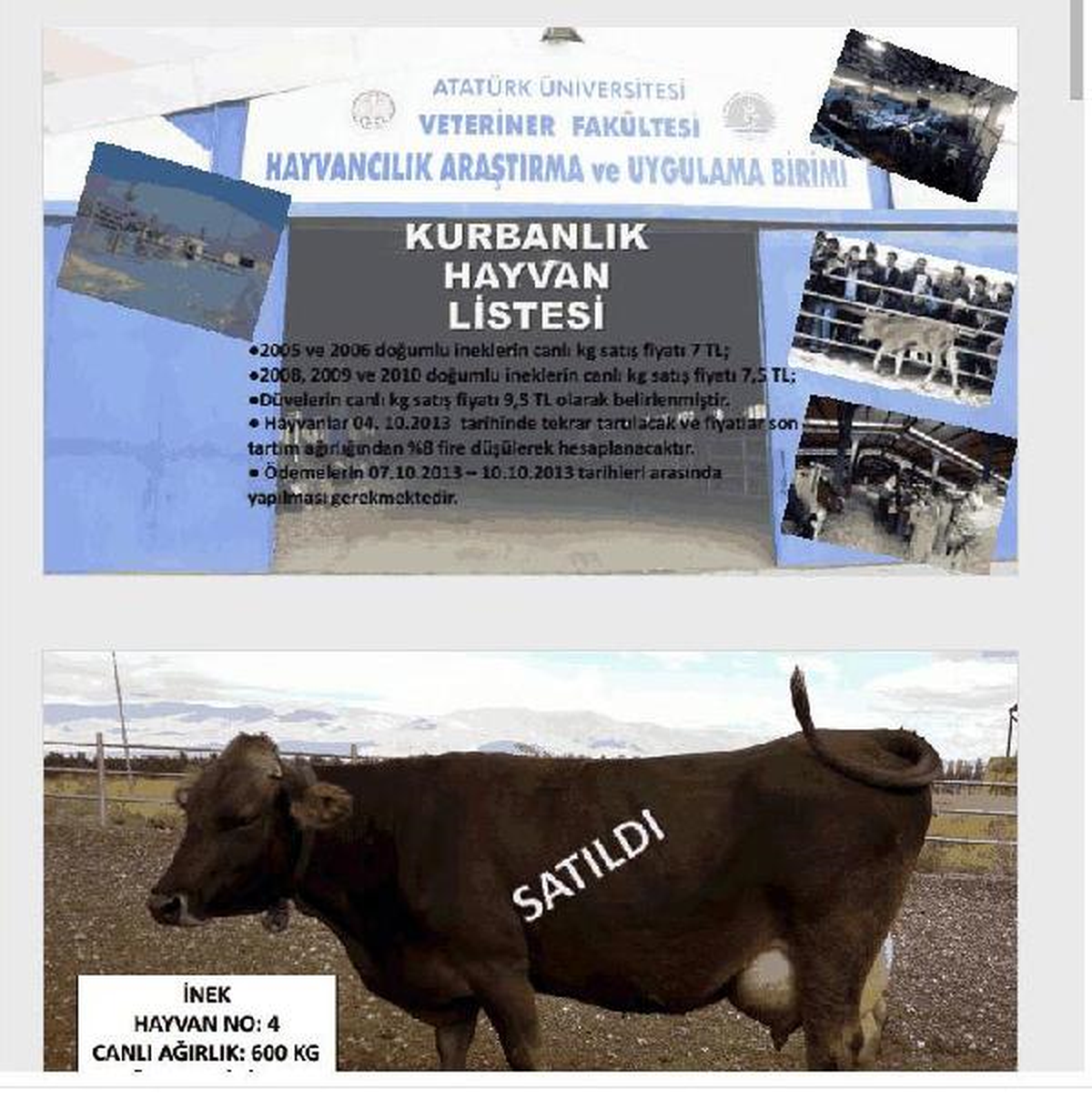 Üniversite İnternetten Kurbanlık Satıyor
