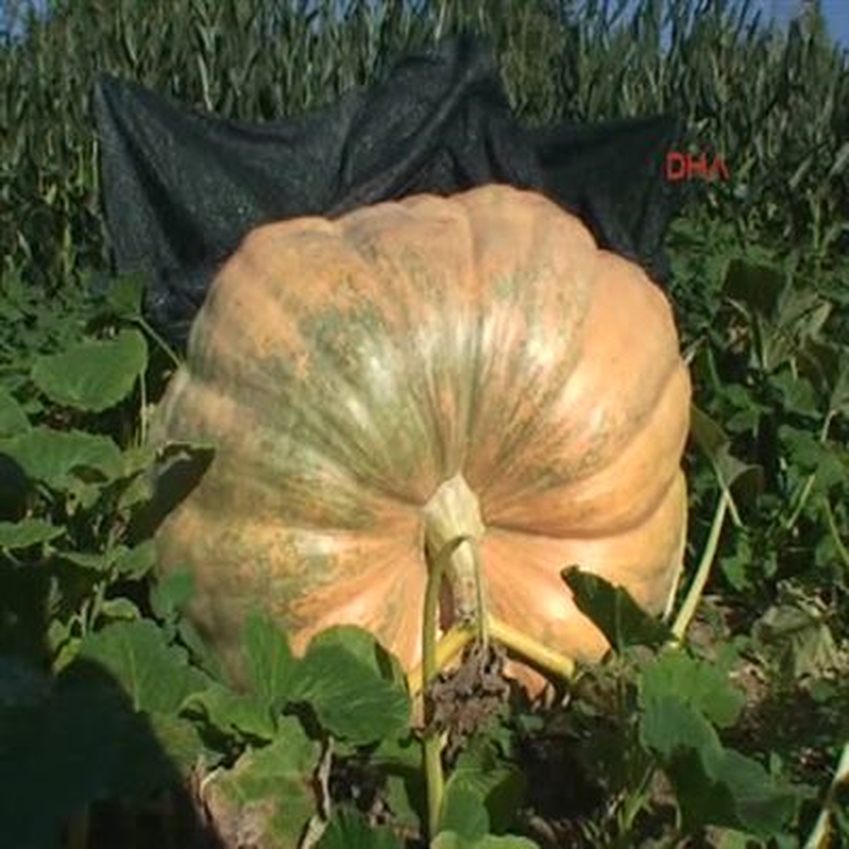 30 Kiloluk Bal Kabağı Yetiştirdi