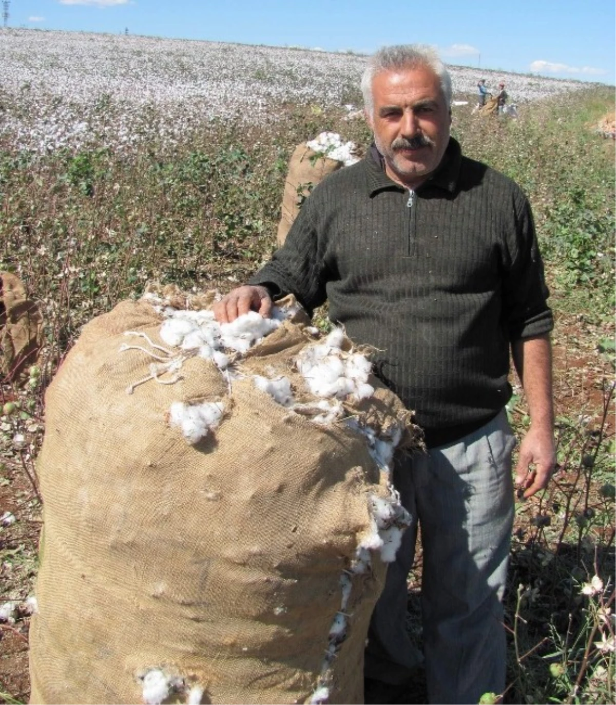 Arabanlı Pamuk Üreticileri Altın Yılını Yaşıyor