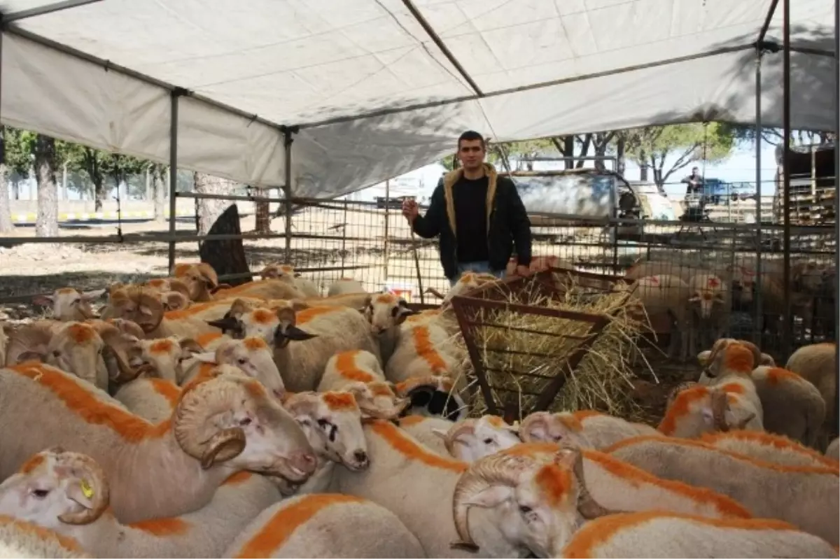 Ayvalık Belediyesi Kurban Pazarı Açıldı