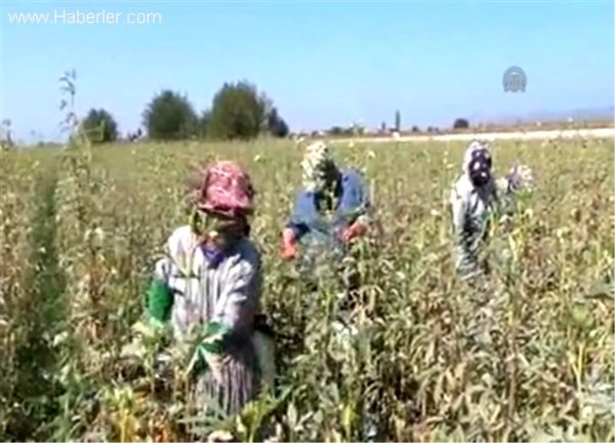 Bamya üretimi köylülere milyonlar kazandırıyor