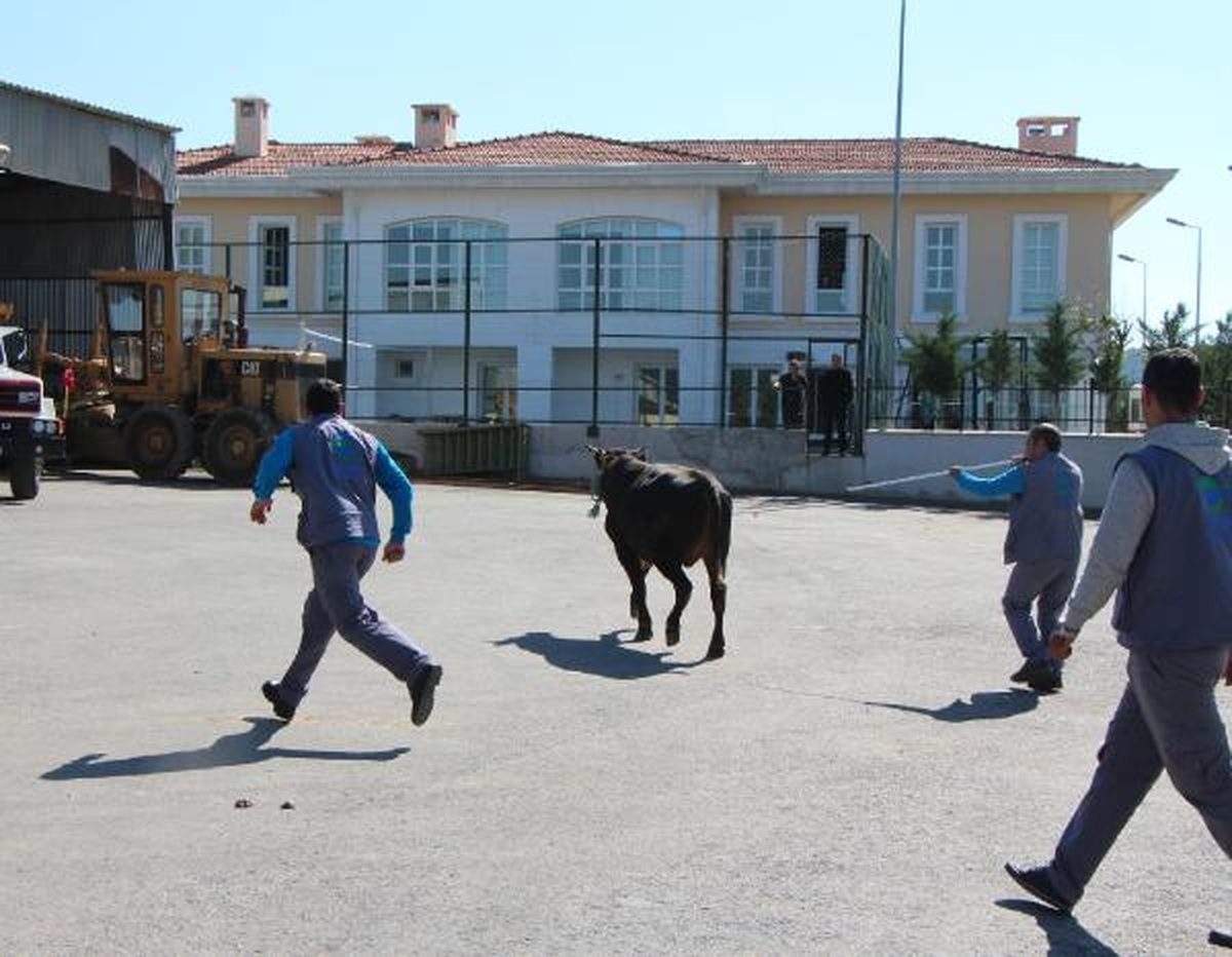 Boğa Yakalama Timi İşbaşında