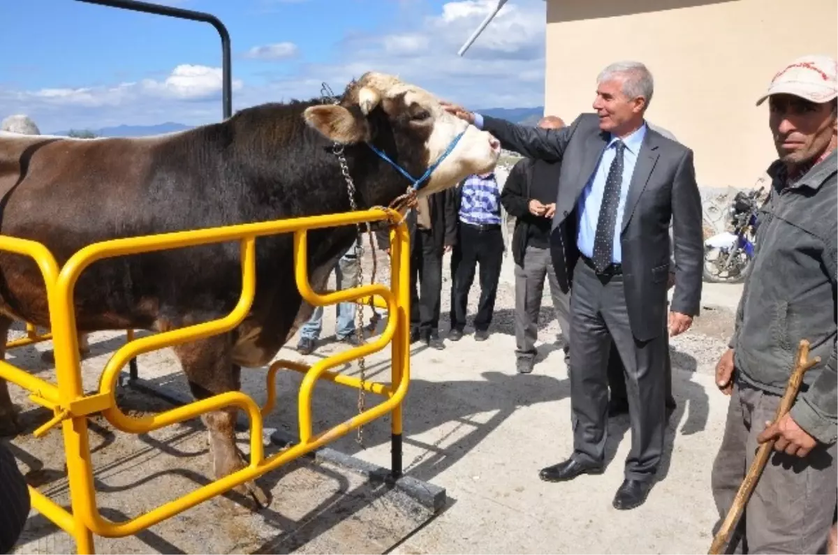 Erbaa\'ya Yeni Hayvan Pazarı