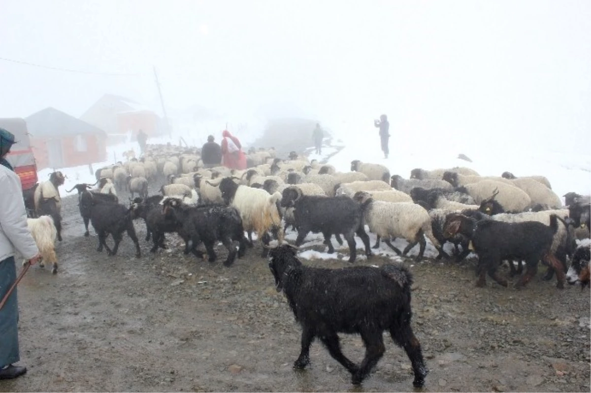 Giresun\'da Soğuk Hava Nedeniyle Yaylacılar Erken Dönüyor