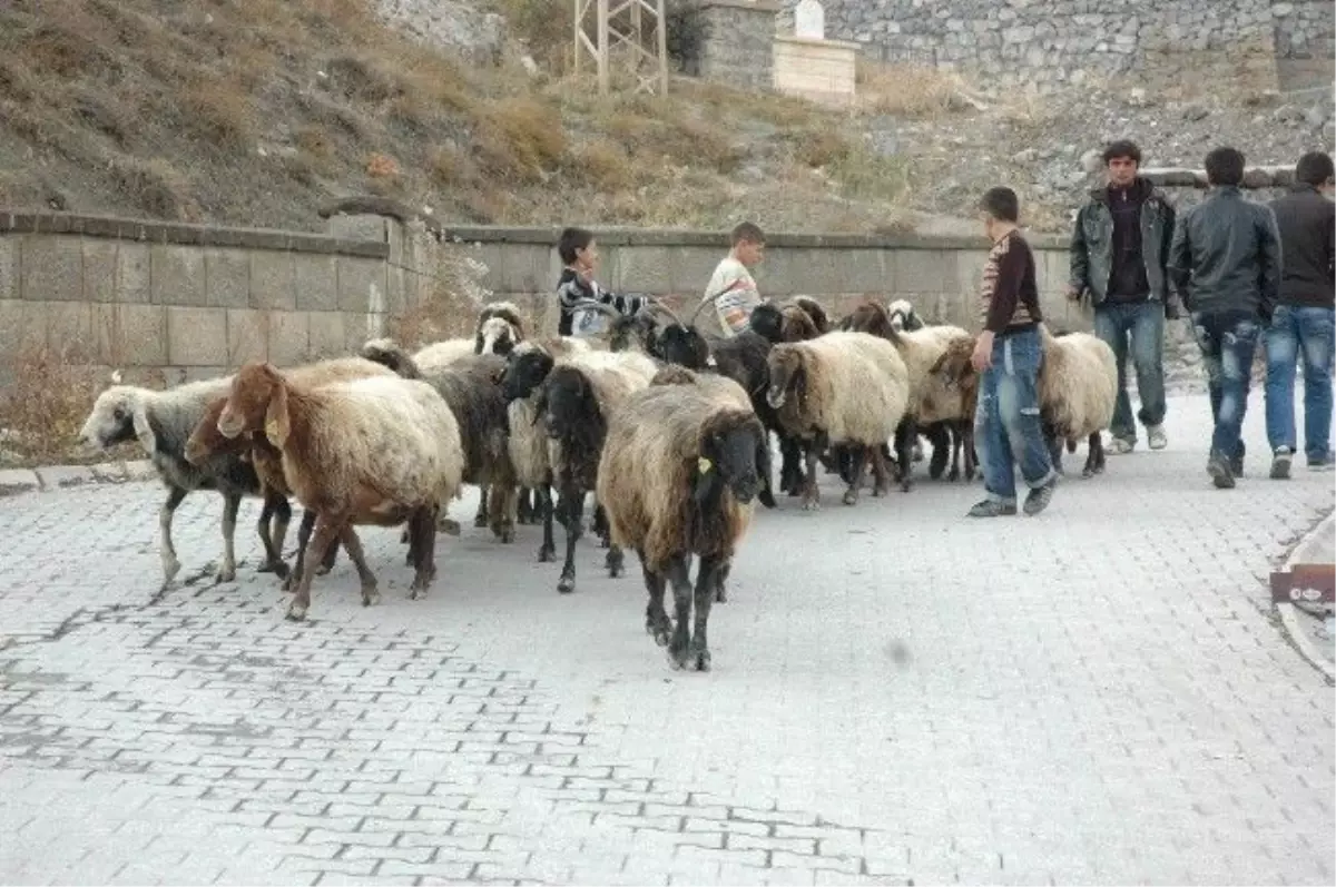Hakkari\'de Kurban Satış Yeri Belirlendi