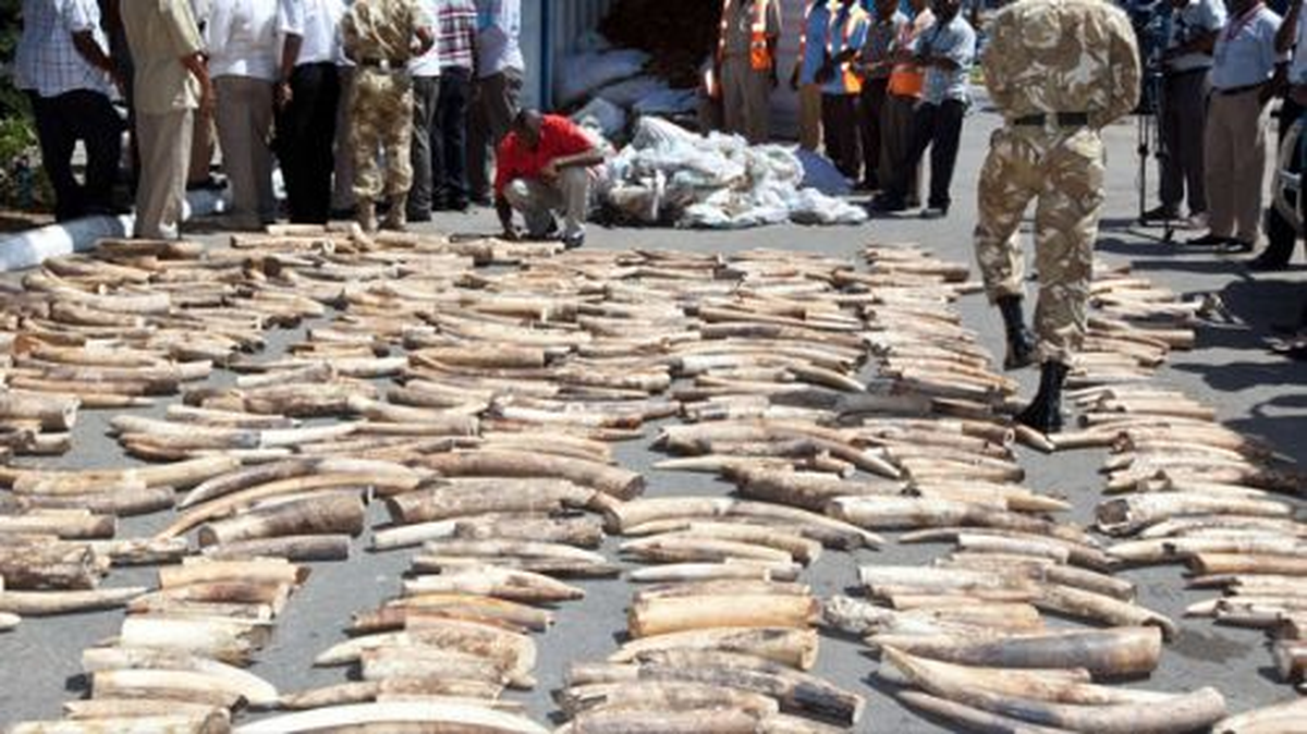 Kenya\'da 5 Ton Fildişi Ele Geçirildi