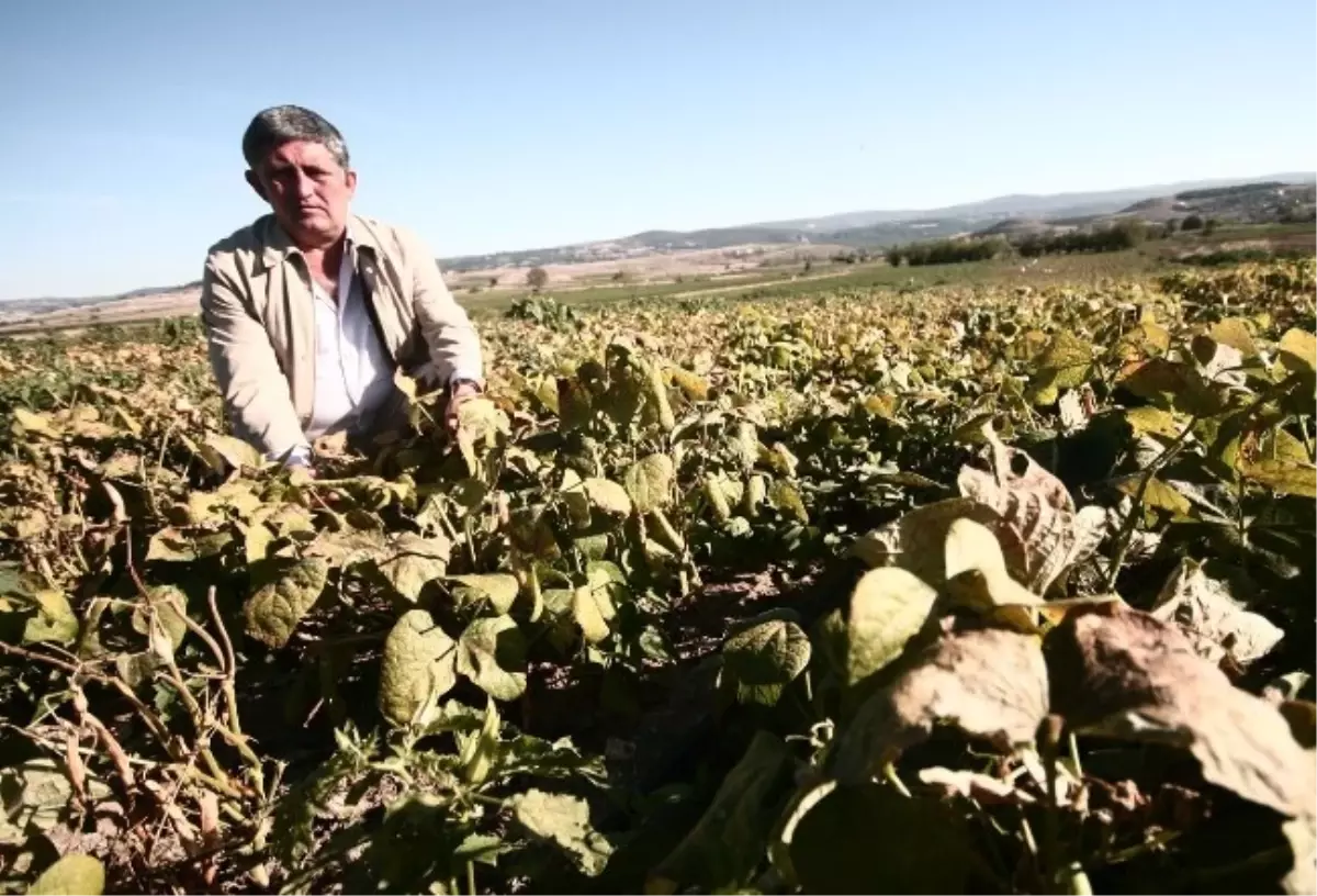 Kırağı Çiftçiyi Mağdur Etti