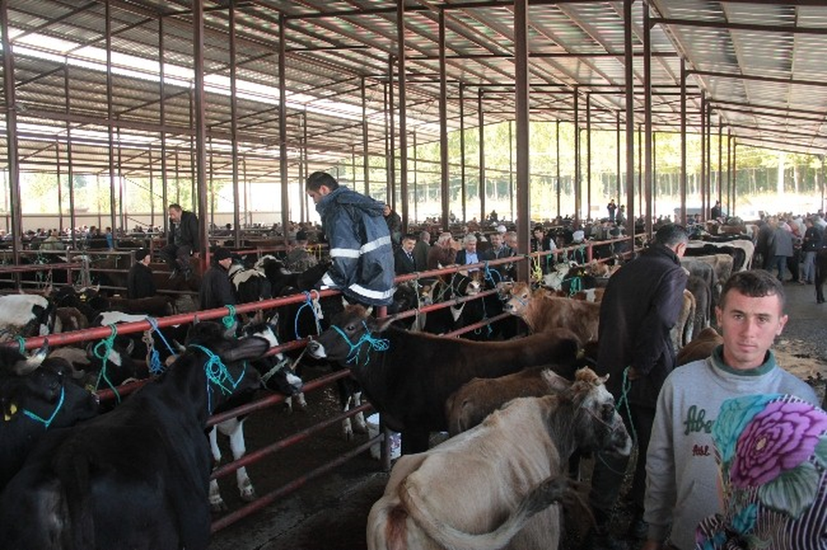 Kurbanlıklar Alıcılarını Bekliyor