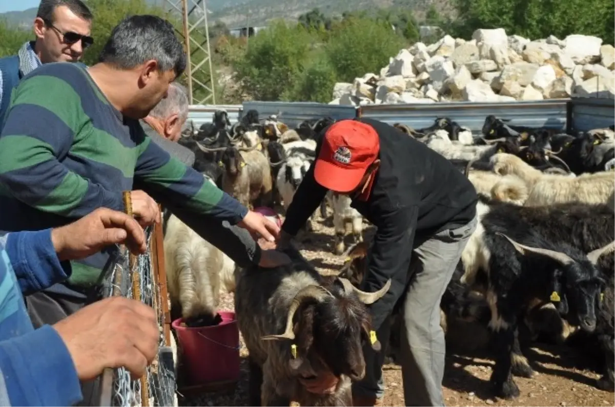 Milas\'ta Kurbanlıklar Görücüye Çıktı