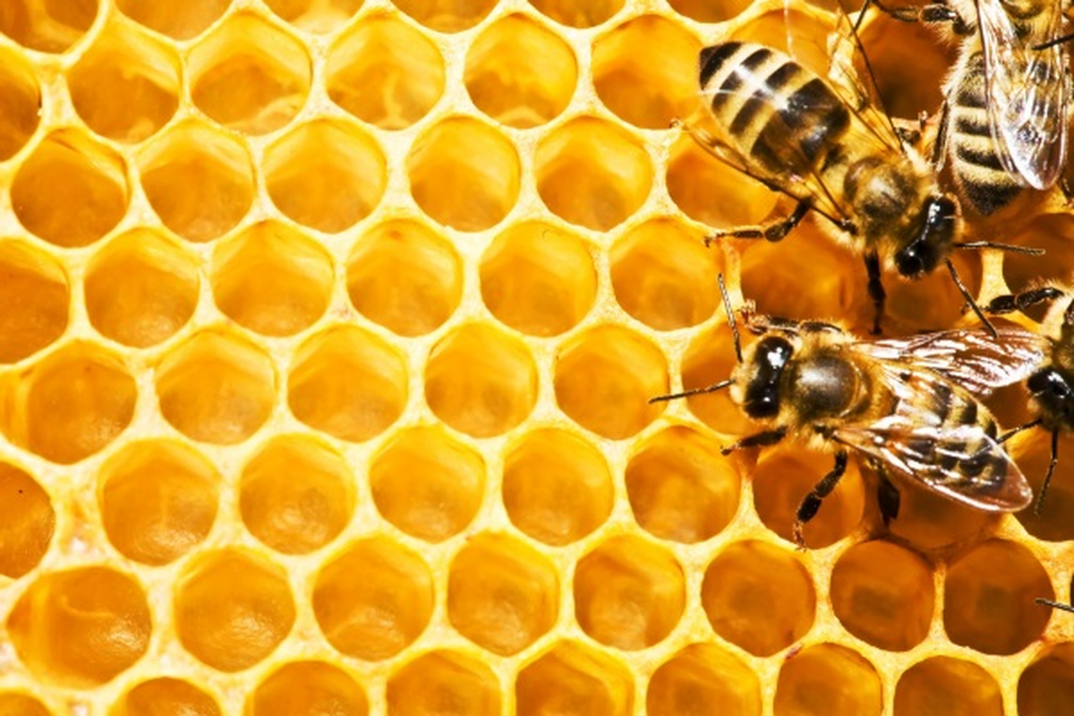 Propolis, Günümüzde Yeniden Keşfedildi