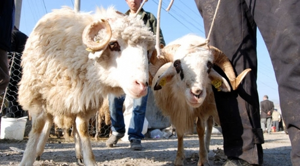 Türk Kızılayı'ndan Kurban Bağış Kampanyası