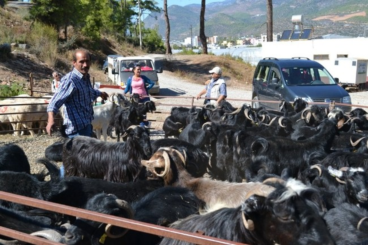 Yeşil Kartlıya Taksitli Kurbanlık