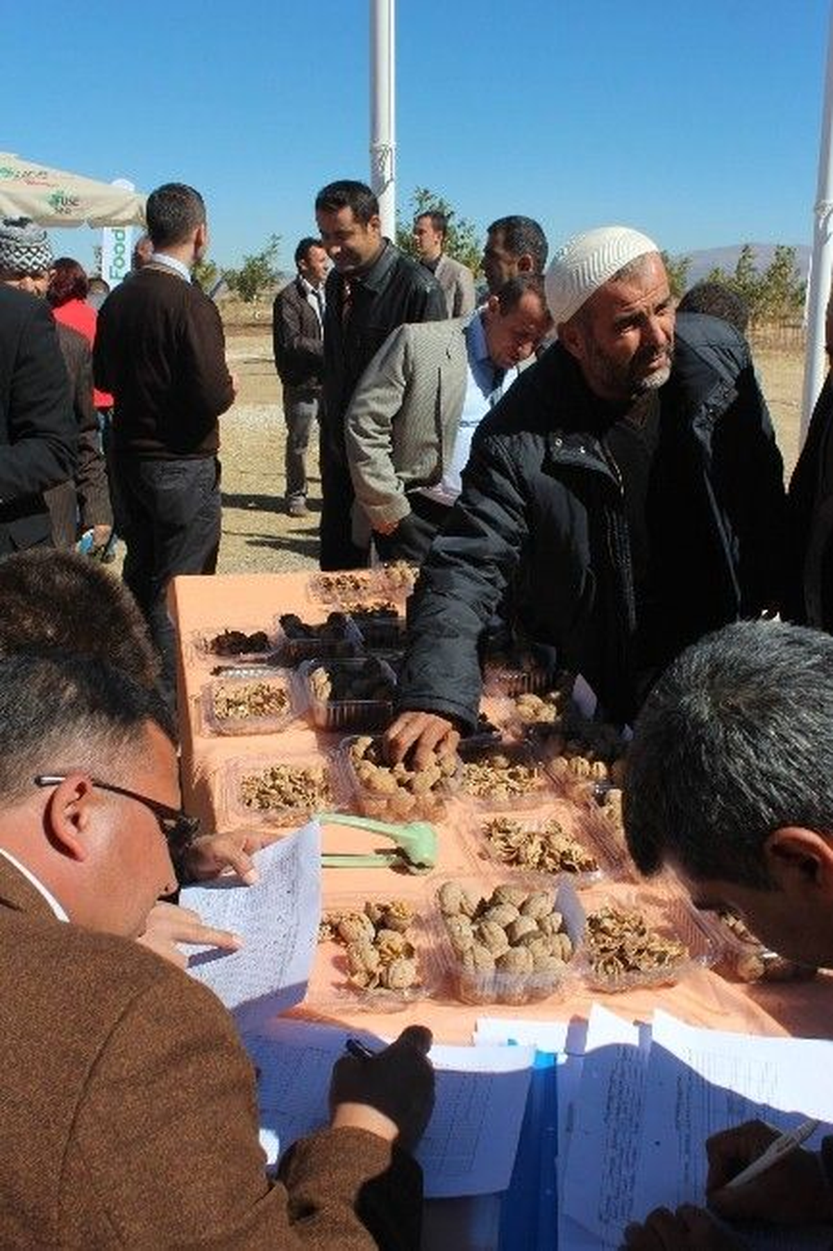 Beyşehir\'de Ceviz Günü Etkinliği Düzenlendi