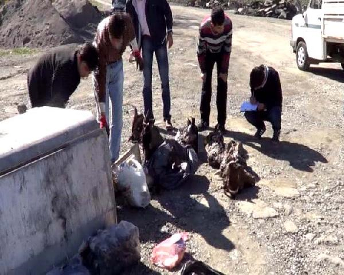 Çöp Konteynerinden 66 Büyükbaş Hayvan Kafası Çıktı