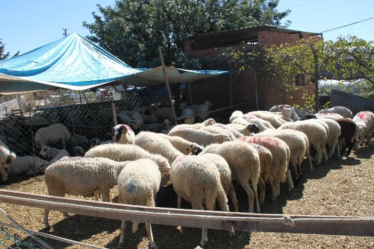 Didim\'de Kurban Kesim Yerleri ve Ücretleri Belli Oldu
