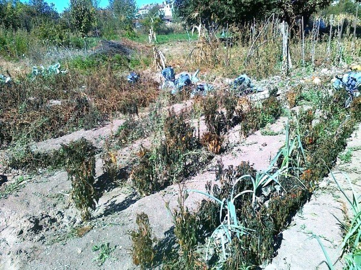 Erken Yağan Kırağı Çiftçiyi Vurdu