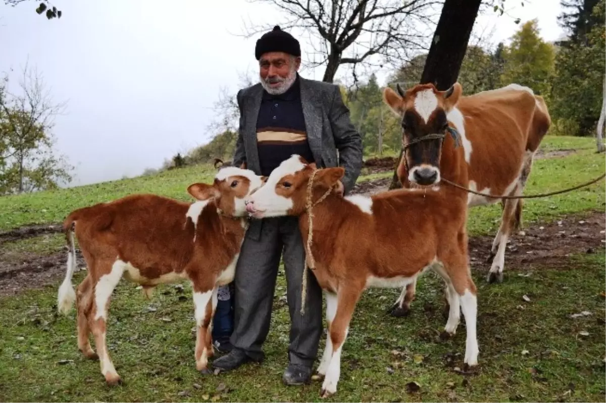 Farklı Cinsiyette Doğan İkiz Buzağılar Yaşlı Sahiplerinin Mutluluk Kaynağı