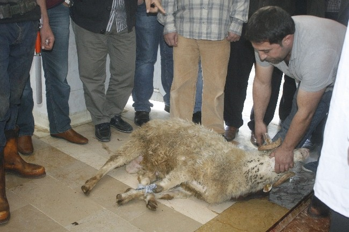 Kasaplara Uygulamalı Kurban Kesim Dersi