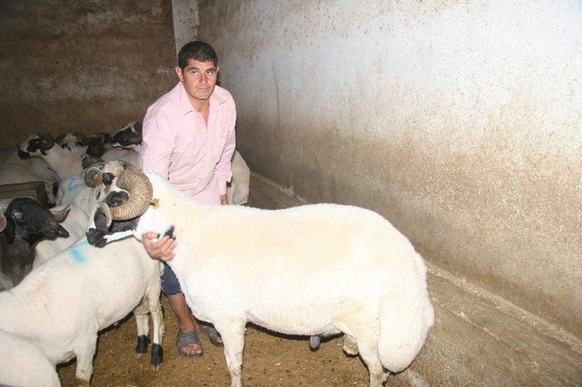 Kilis\'te Kurbanlıklar Piyasada