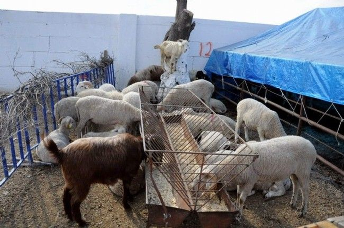 Adana Kurban Bayramına Hazır