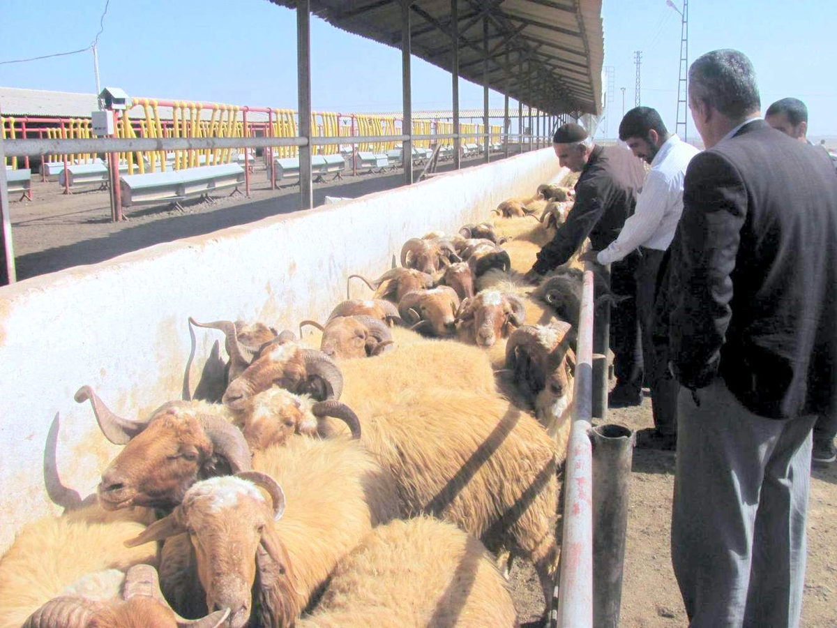 Siirt\'te Kurban Kesim Yerleri Belirlendi