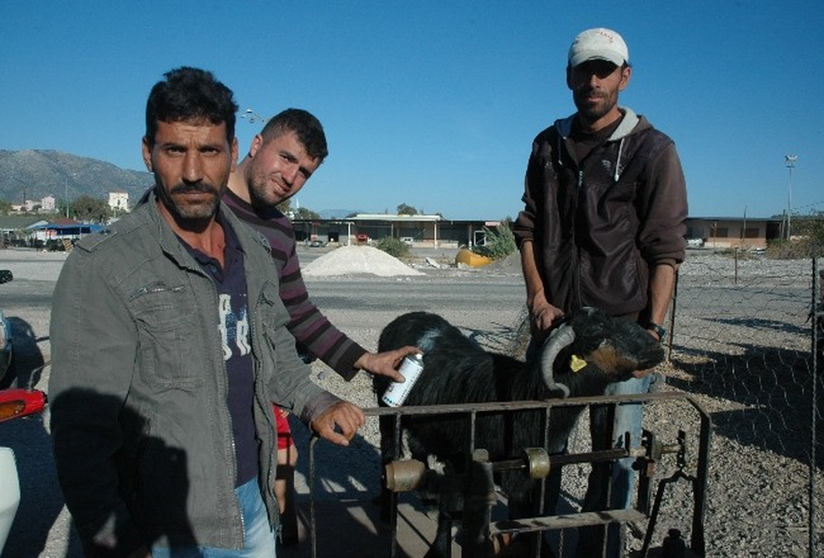Kurban Pazarında "Pazarlık" Keyfi