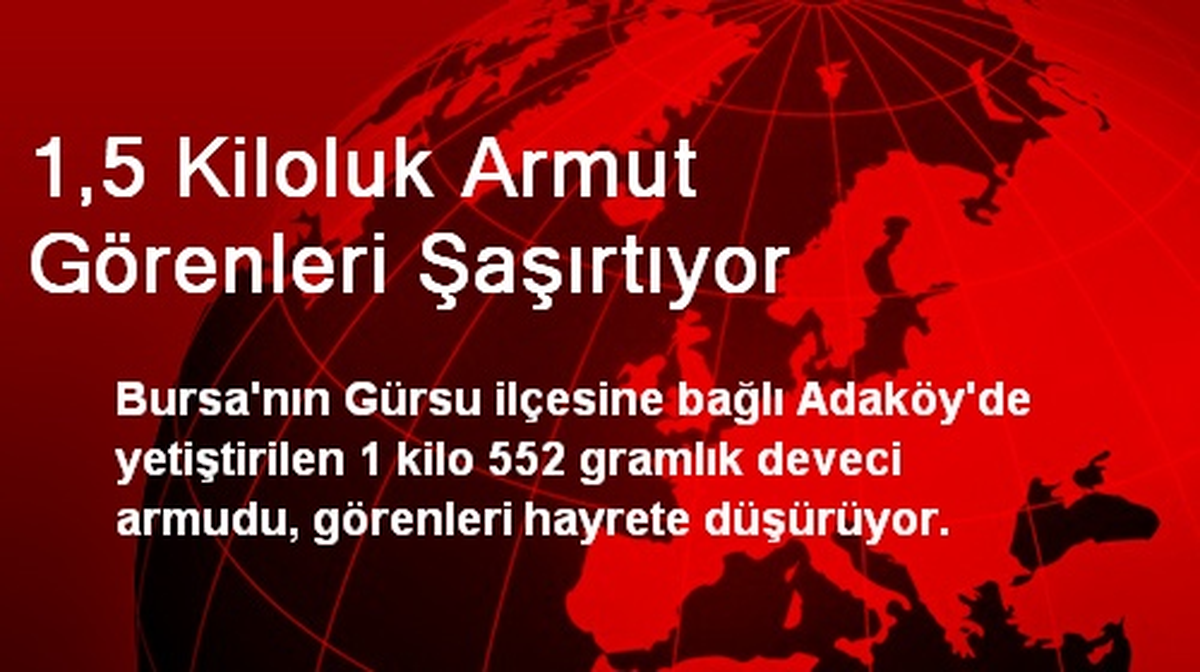 1,5 Kiloluk Armut Görenleri Şaşırtıyor