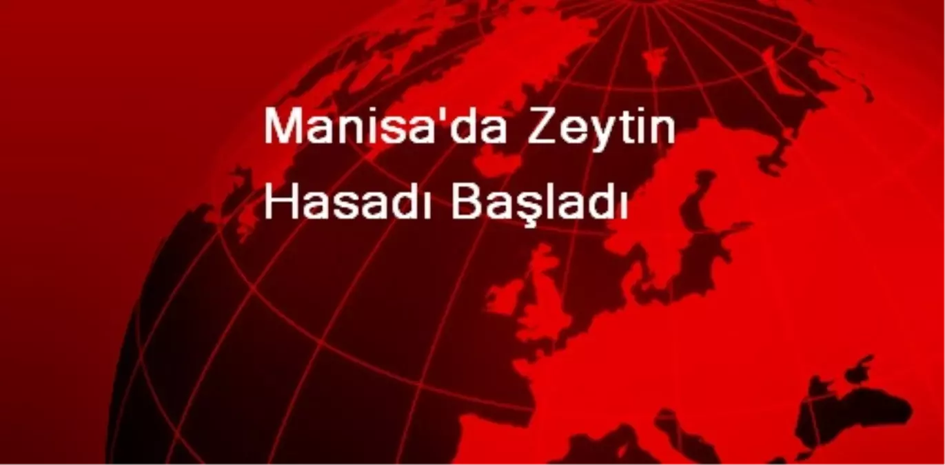 Manisa\'da Zeytin Hasadı Başladı