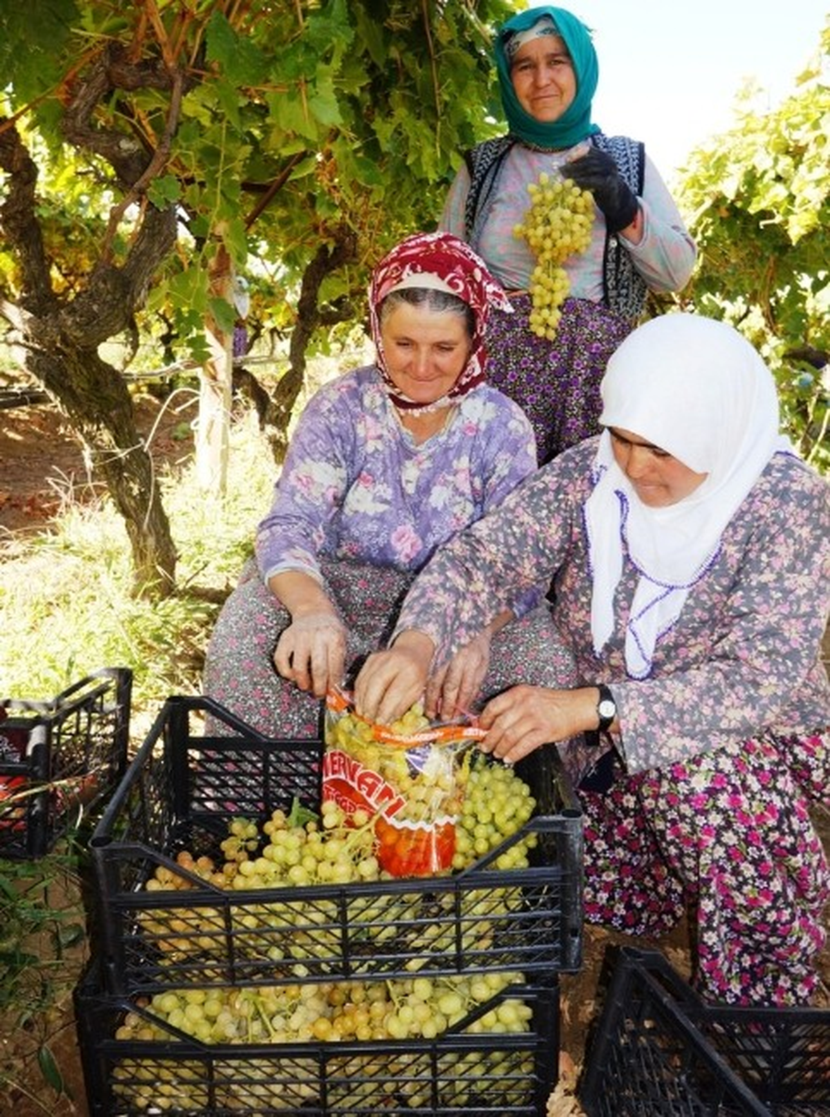 Sarıgöl Sultaniyesi Artık Şeffaf Poşette
