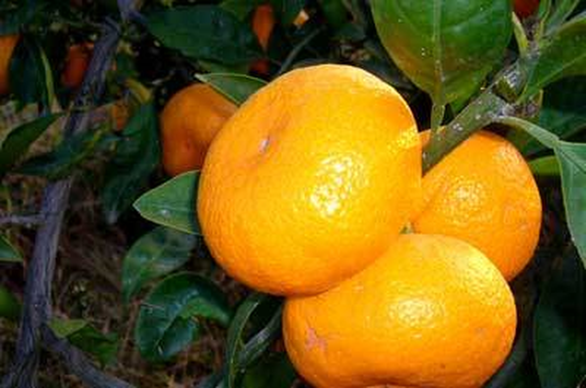 Satsuma Cinsi Mandalinanın Kesimi, Yarın Başlıyor
