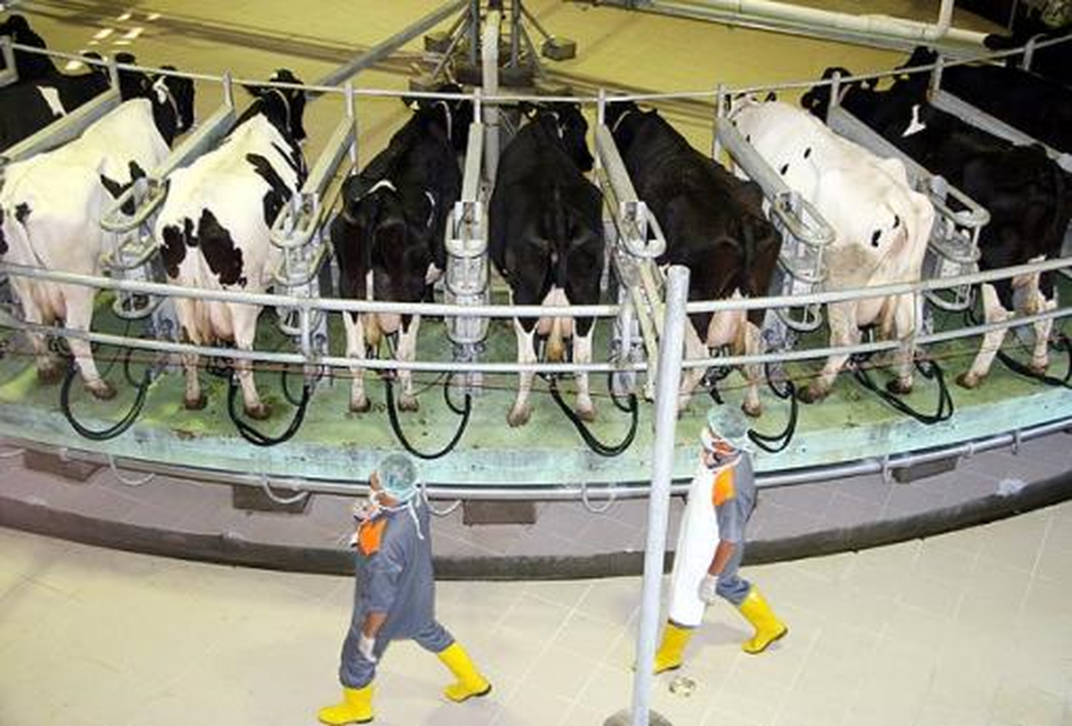 Toplanan Süt Miktarı Azaldı
