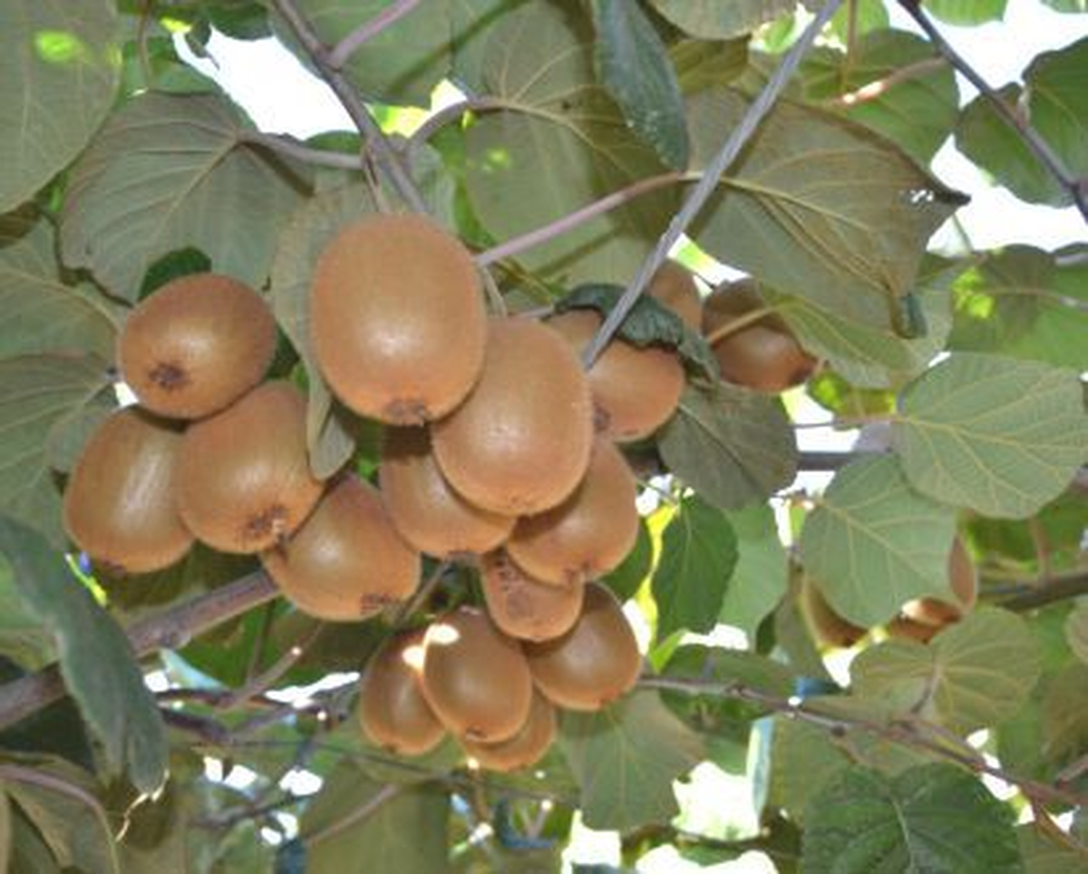 Türkiye\'deki Kivinin Yüzde 40\'ı Yalova\'da Üretiliyor