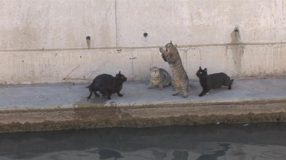 Uyanık Kedi Oltaya Takılan Balığı Kaptı