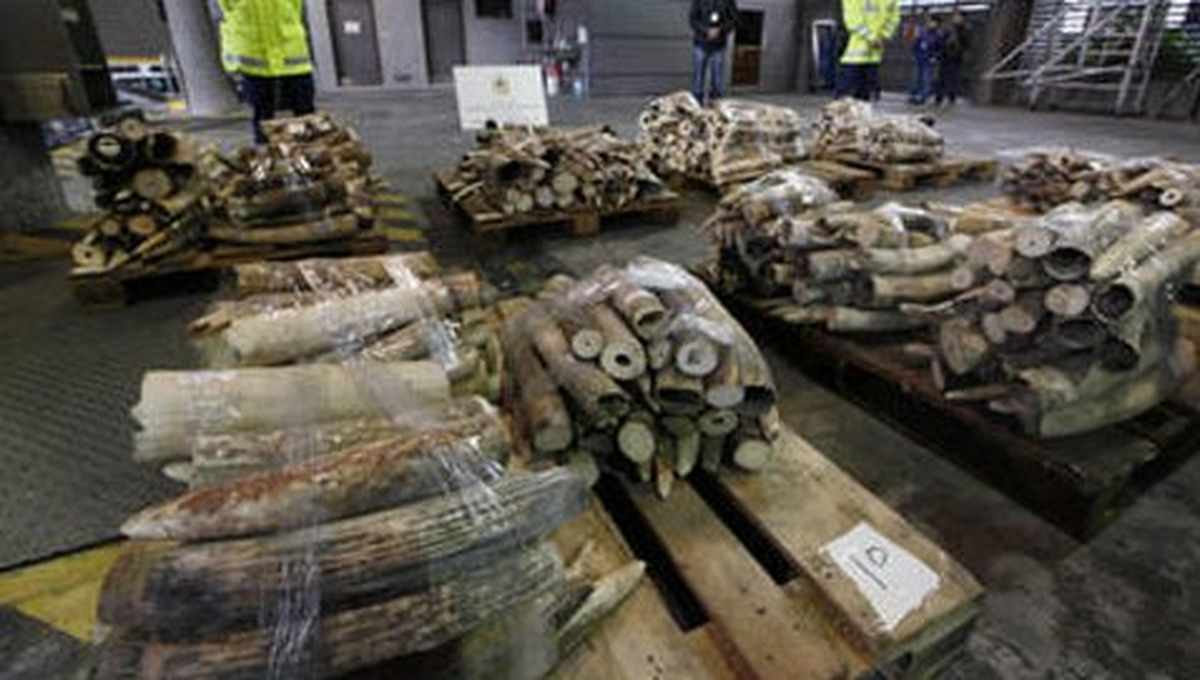 Vietnam\'da 2 Tona Yakın Kaçak Fil Dişi Ele Geçirildi